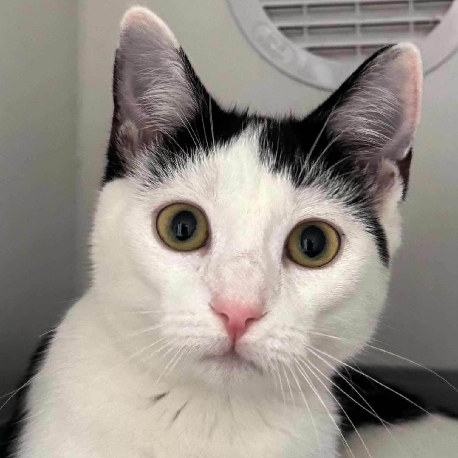 Celestial, a ADOPTABLE American Shorthair in Danbury, CT image 2/4