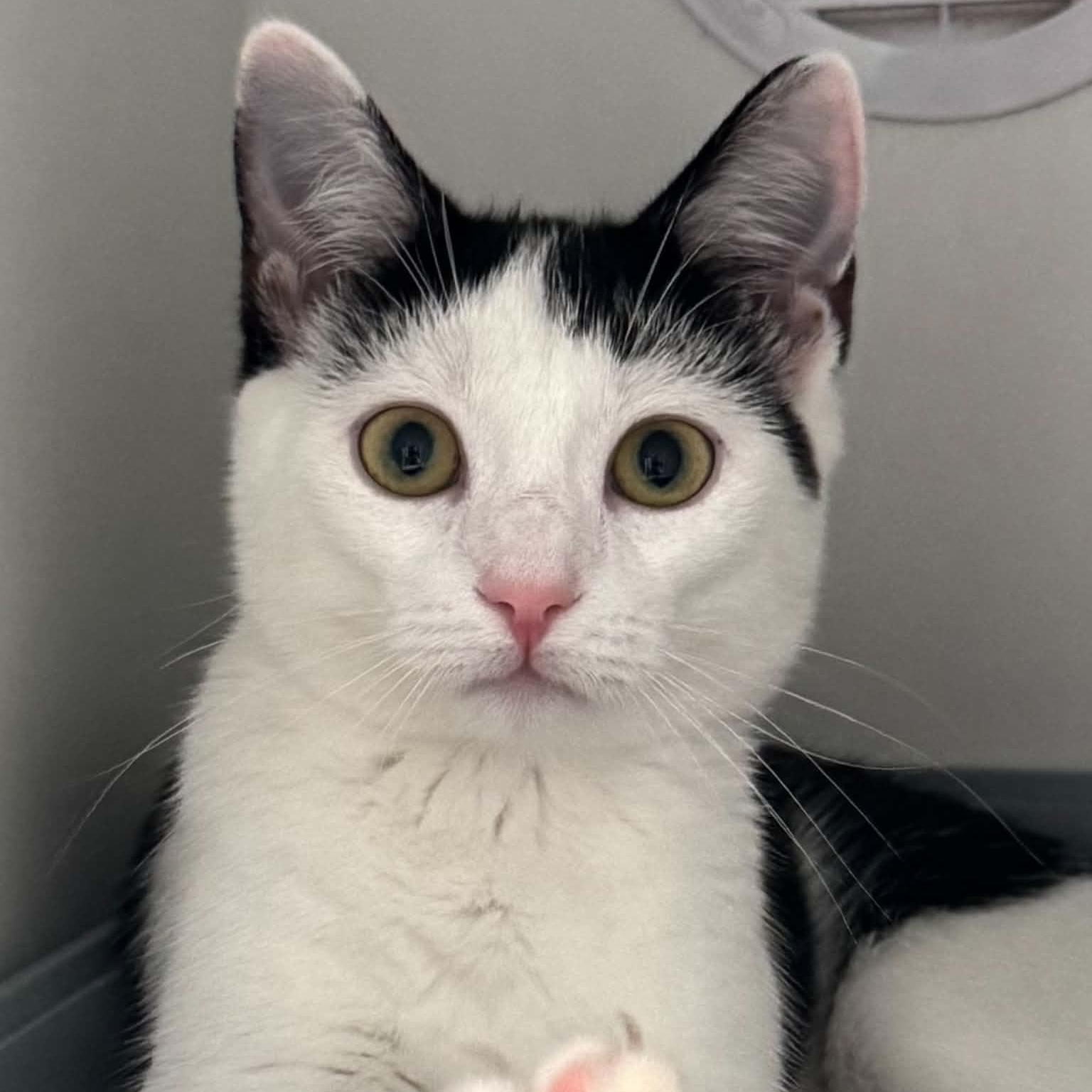 Celestial, a ADOPTABLE American Shorthair in Danbury, CT image 4/4