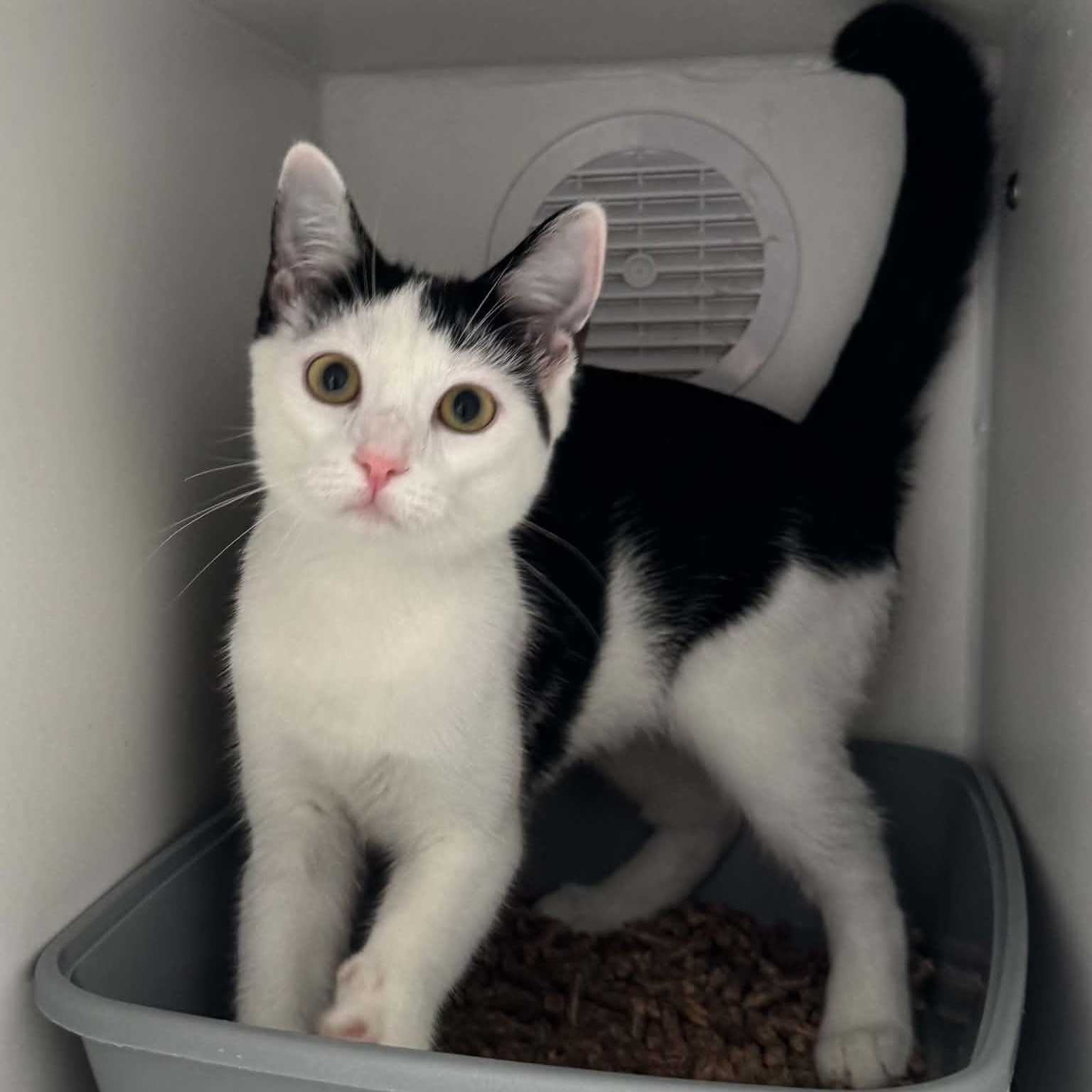 Celestial, ADOPTABLE, Kitten Female American Shorthair.