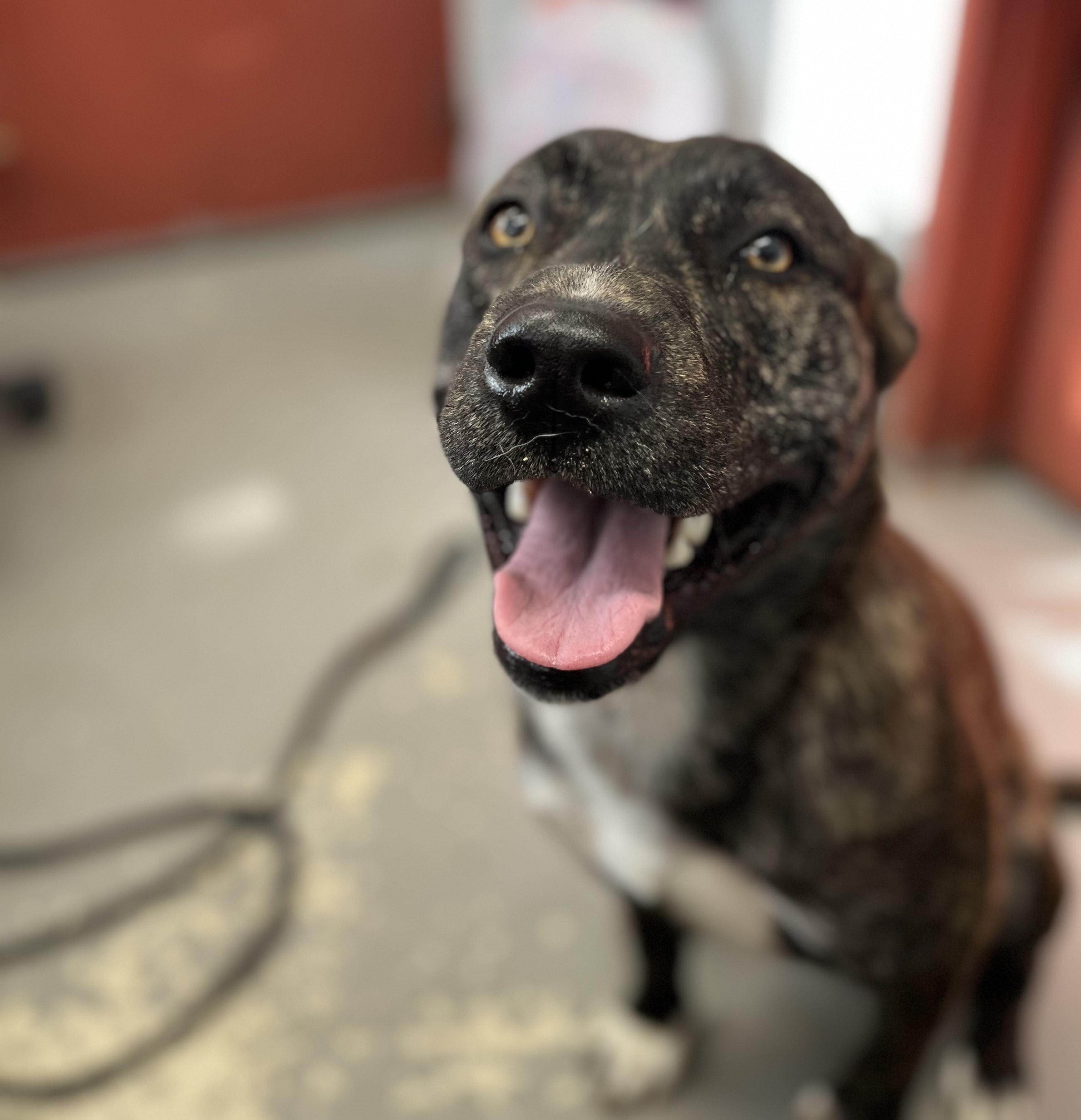 Novacaine, an adopted mixed breed in Blackstone, VA image 4/4