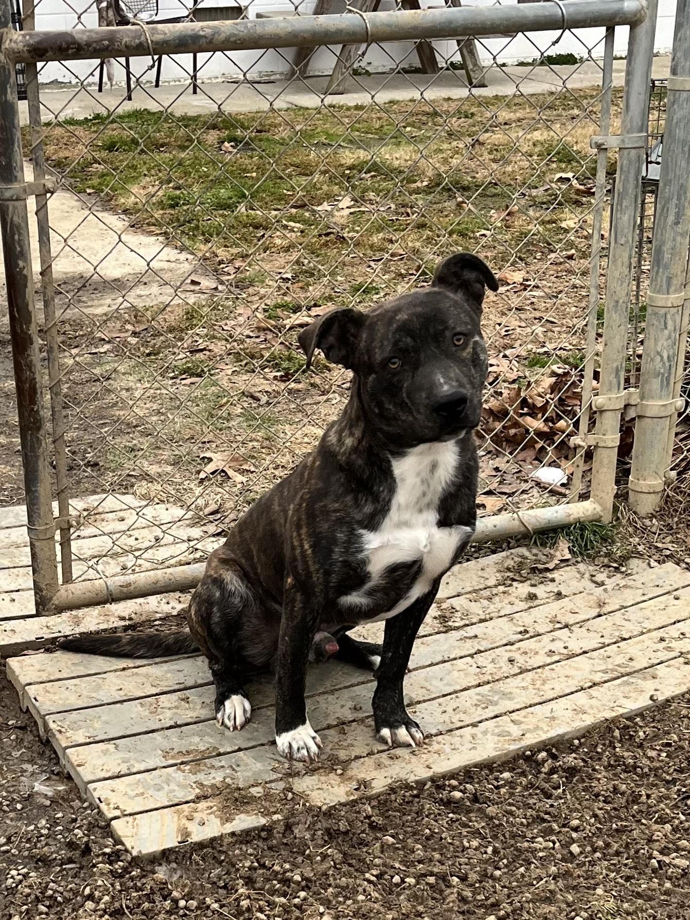 Novacaine, an adopted mixed breed in Blackstone, VA image 1/4