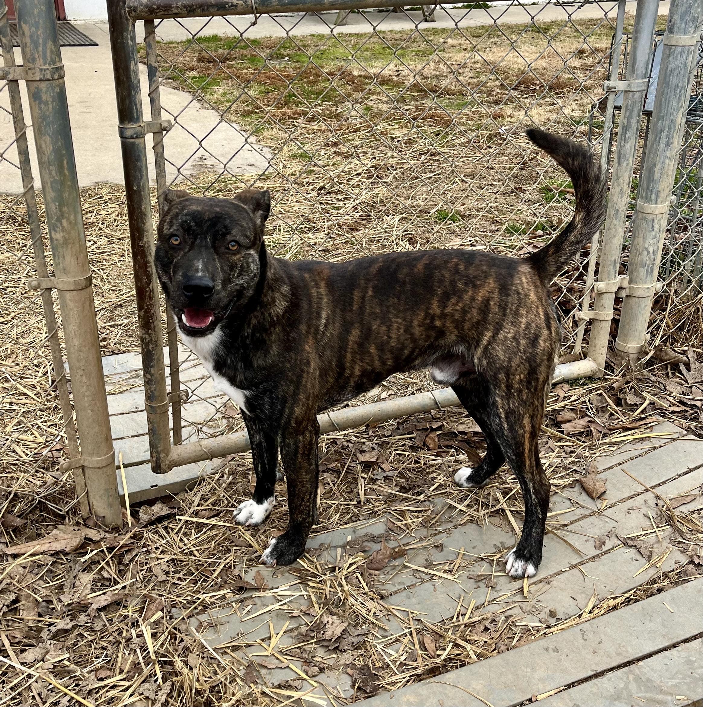 Novacaine, an adopted mixed breed in Blackstone, VA image 2/4