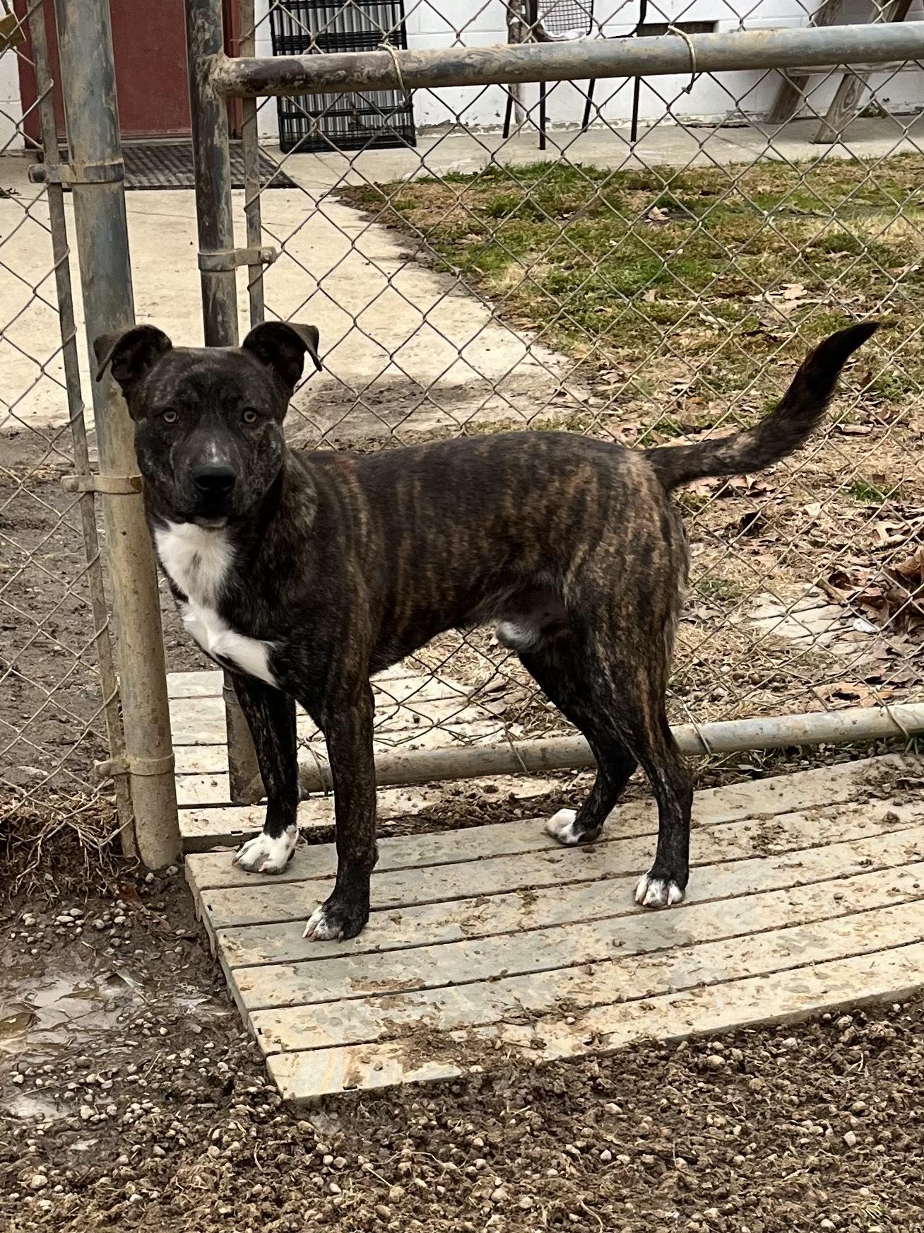 Novacaine, an adopted mixed breed in Blackstone, VA image 3/4