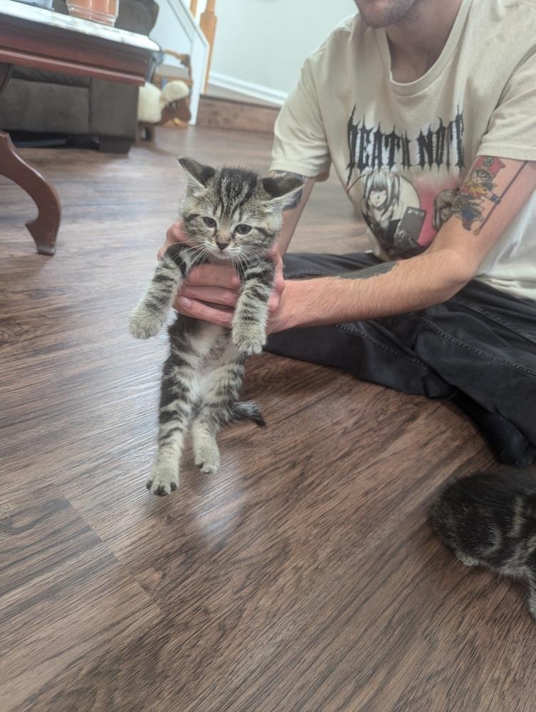 Catherine, Adoptable, Kitten Female Domestic Medium Hair.