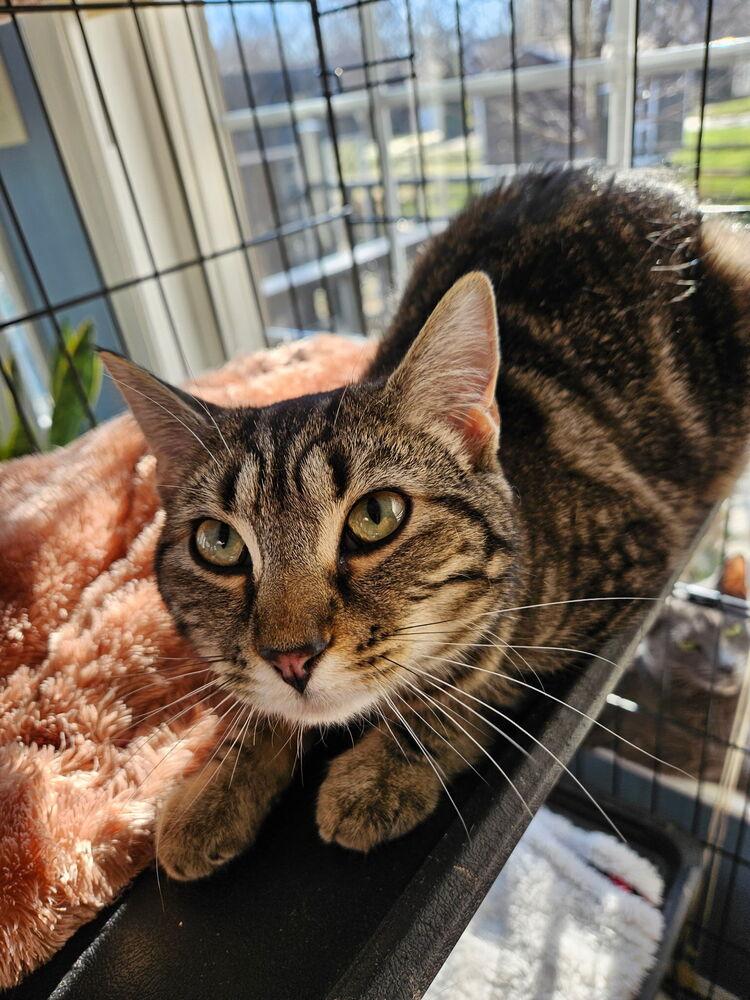 Catherine, a Adoptable Domestic Medium Hair in Rockwell, NC image 2/4