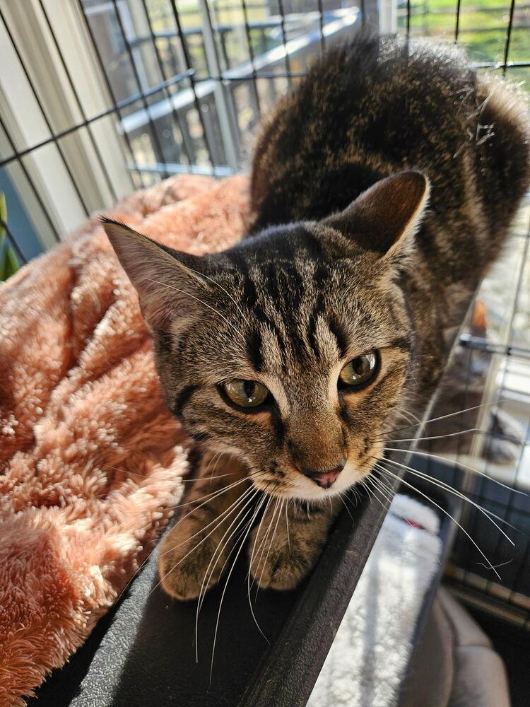 Catherine, a Adoptable Domestic Medium Hair in Rockwell, NC image 3/4