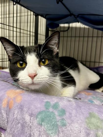 Aurora, Adoptable, Adult Female Domestic Short Hair & Domestic Short Hair.