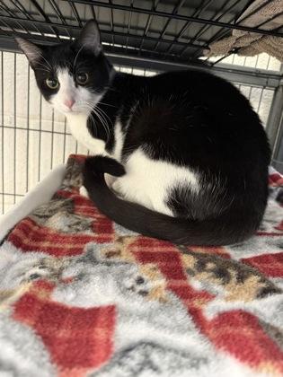 Enlarge Aurora, a Adoptable mixed breed in Norfolk, VA image 1/2