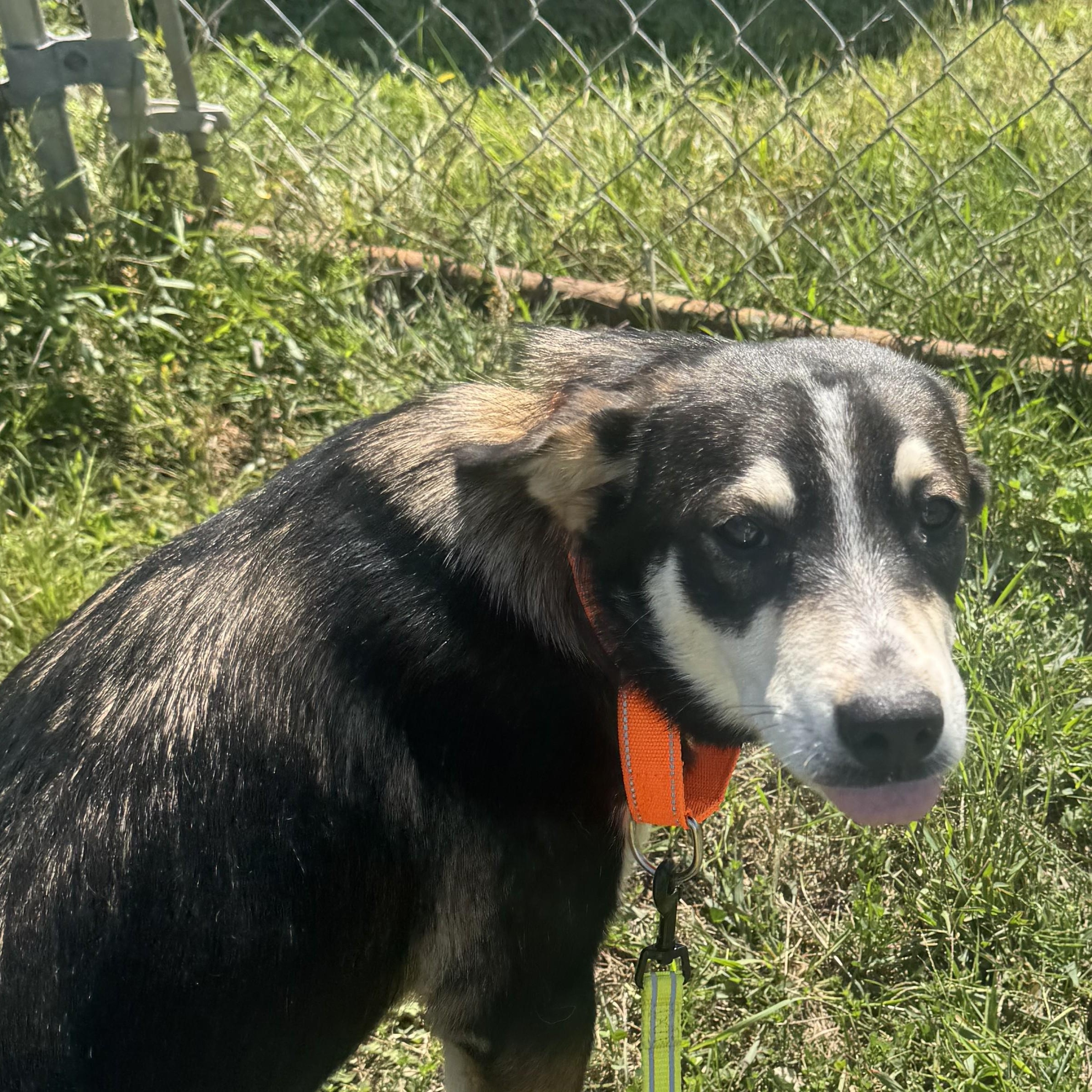 Enlarge Gwen, a Adopted mixed breed in Salem, NH image 3/3