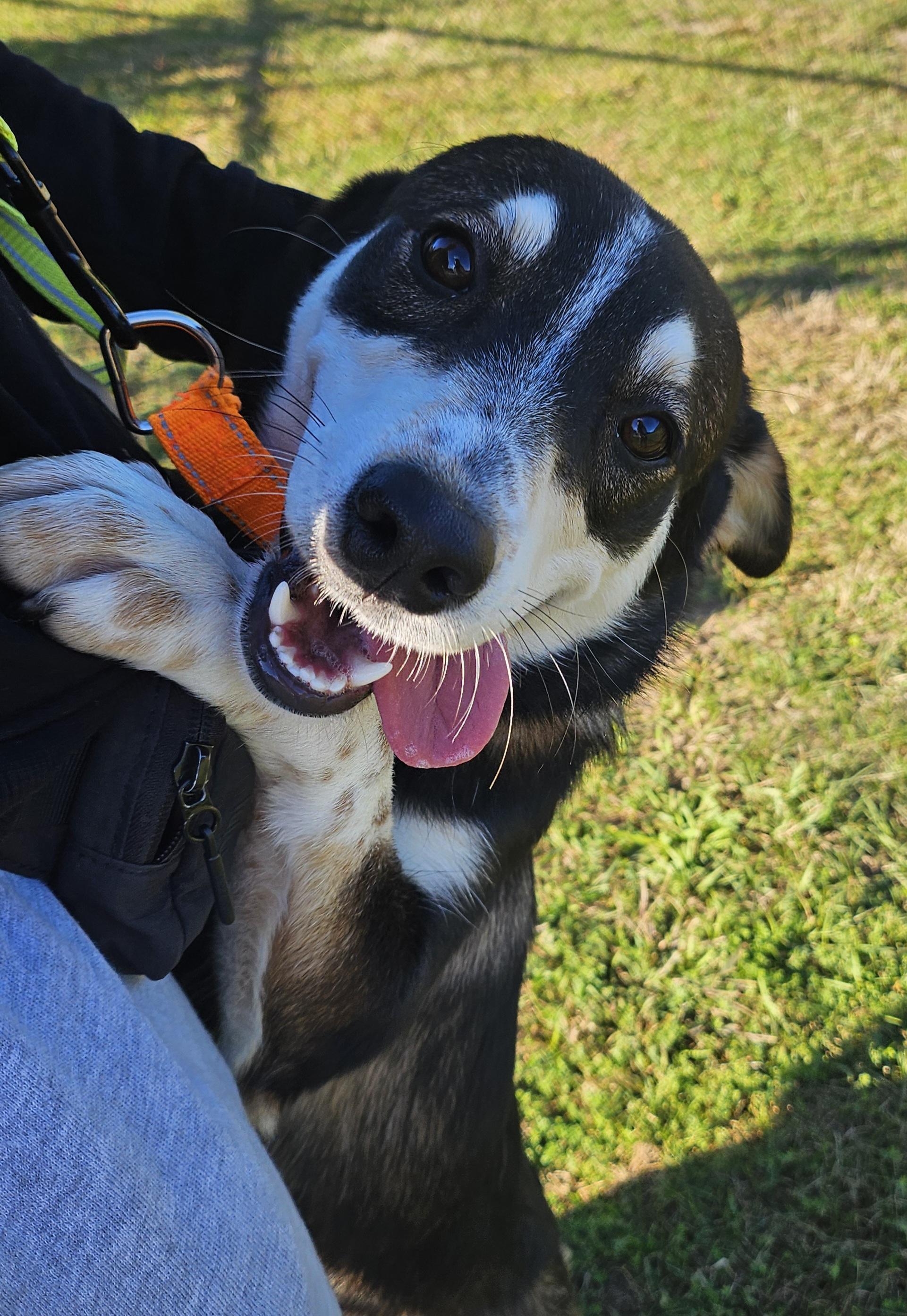 Enlarge Gwen, a Adopted mixed breed in Salem, NH image 2/3