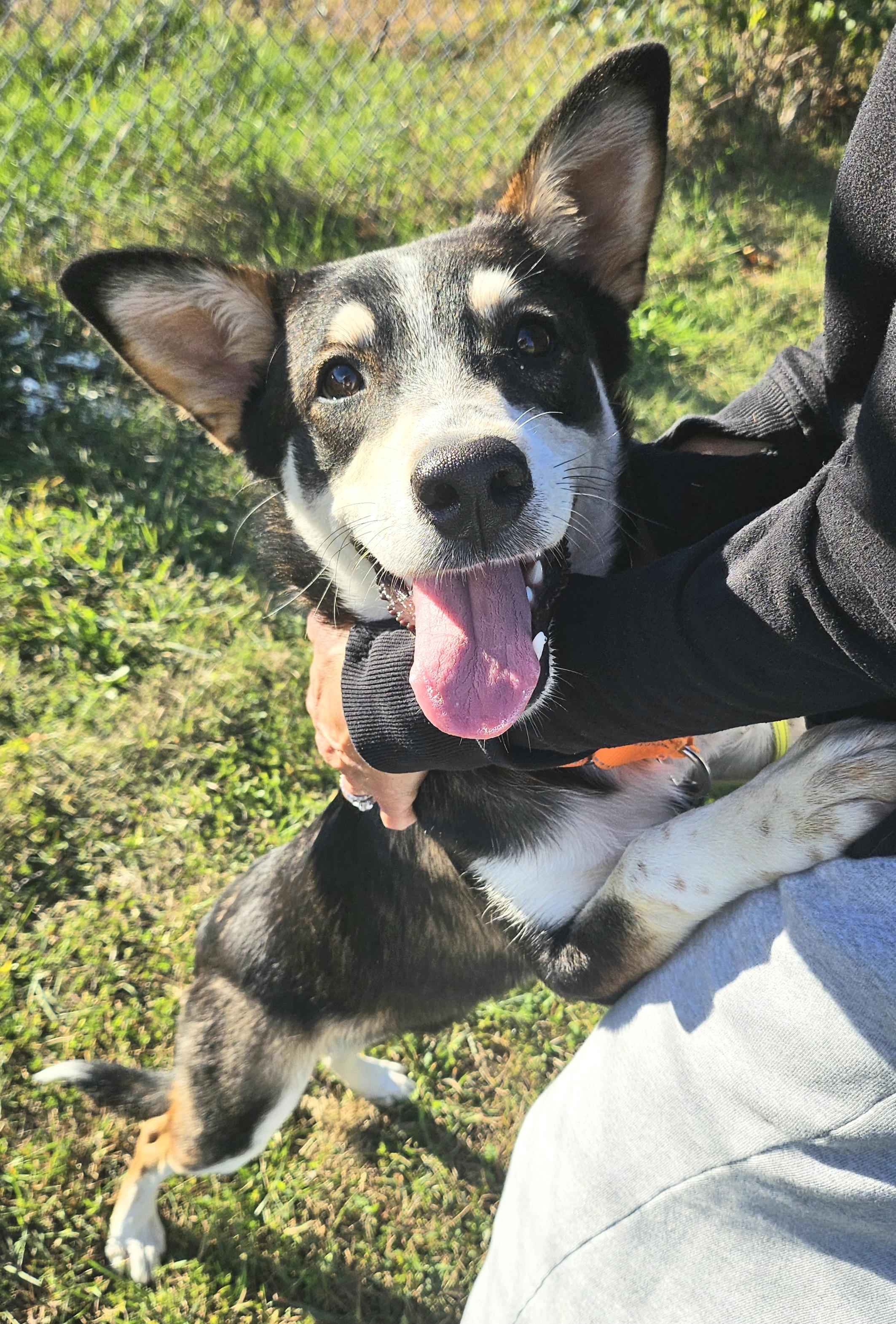 Gwen, Adopted, Puppy Female German Shepherd Dog.