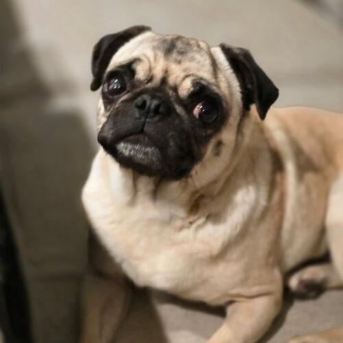 Sausage, Adoptable, Young Female Pug.