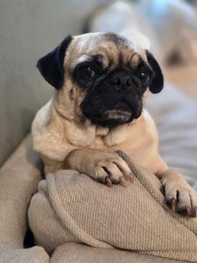 Enlarge Sausage, a Adoptable Pug in Seattle, WA image 2/6