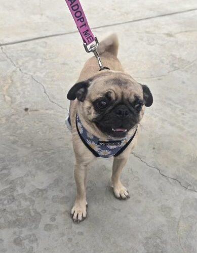 Enlarge Sausage, a Adoptable Pug in Seattle, WA image 3/6