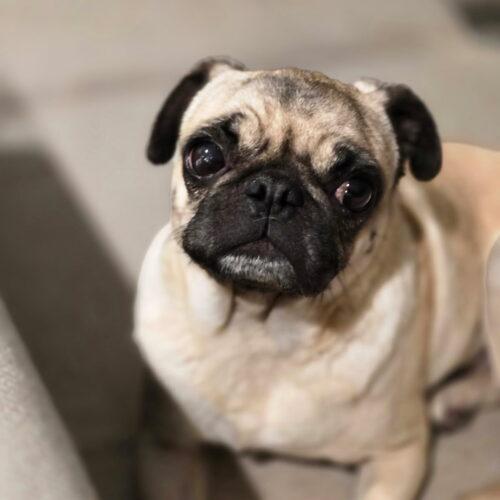 Enlarge Sausage, a Adoptable Pug in Seattle, WA image 4/6