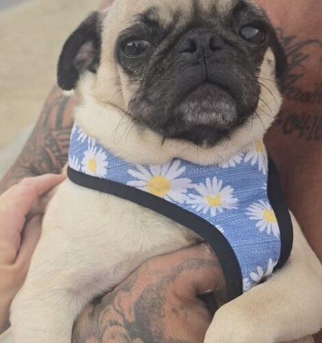 Enlarge Sausage, a Adoptable Pug in Seattle, WA image 5/6