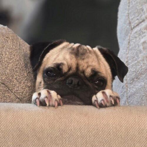 Enlarge Sausage, a Adoptable Pug in Seattle, WA image 6/6