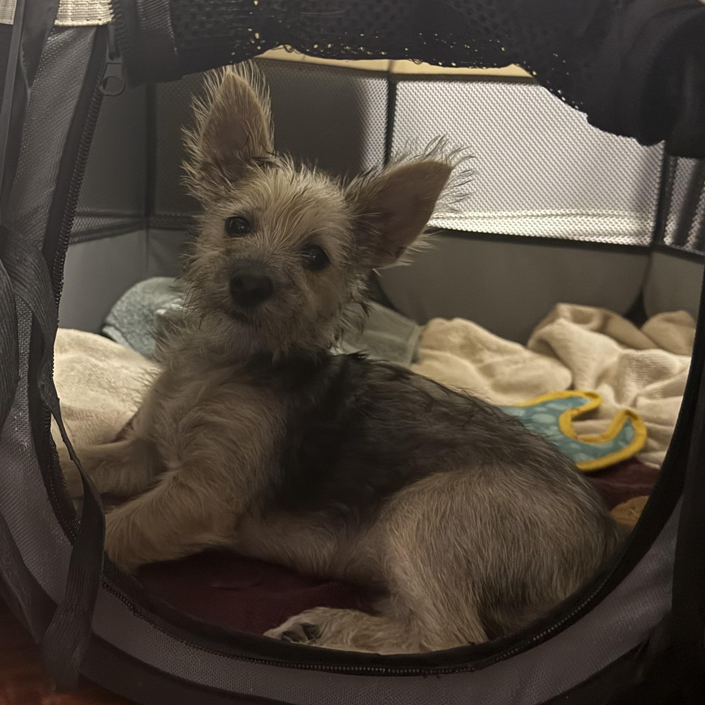 Enlarge Elf, a Adopted mixed breed in Tampa, FL image 3/6