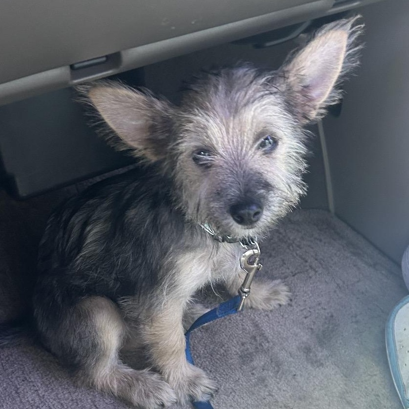 Enlarge Elf, a Adopted mixed breed in Tampa, FL image 2/6