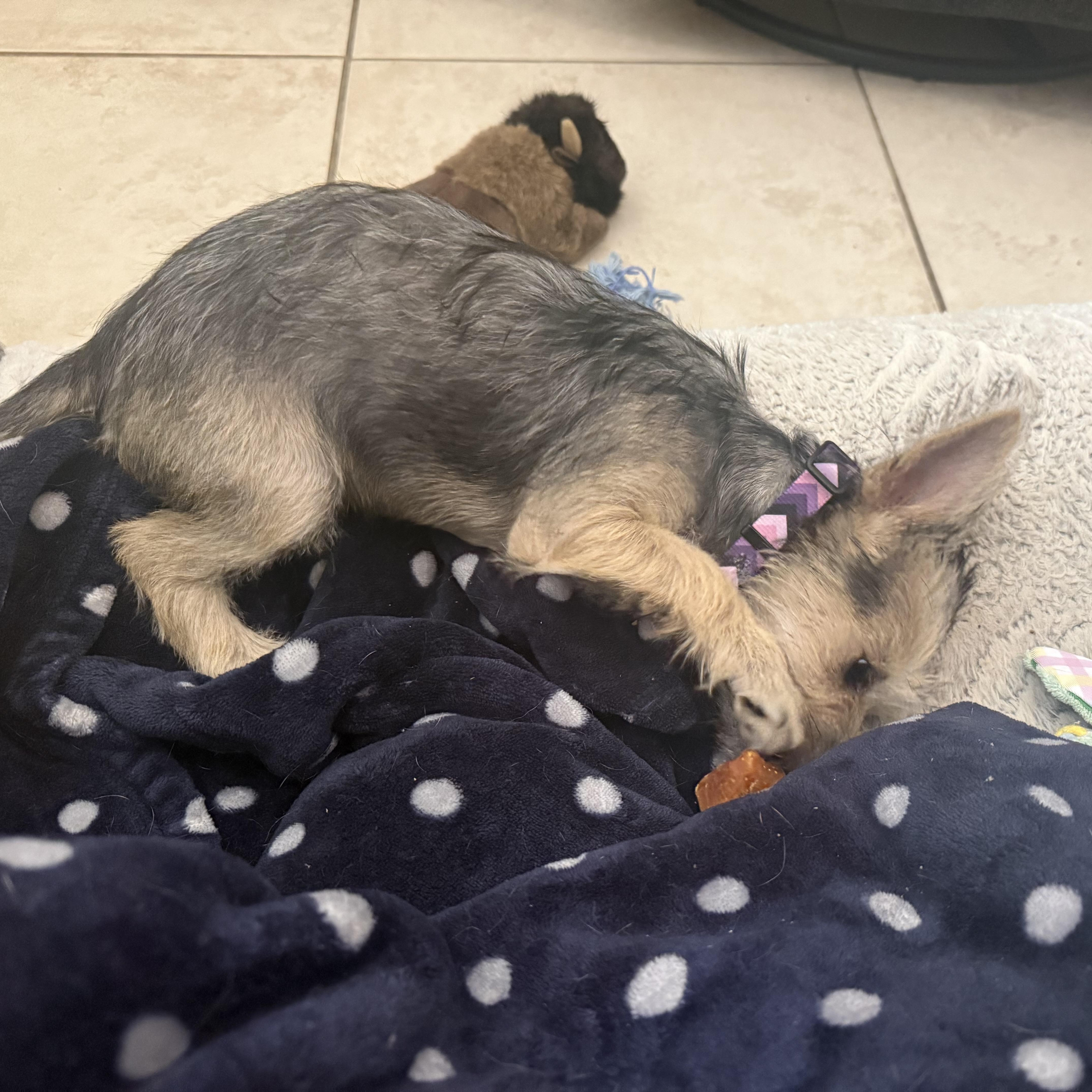 Enlarge Elf, a Adopted mixed breed in Tampa, FL image 6/6