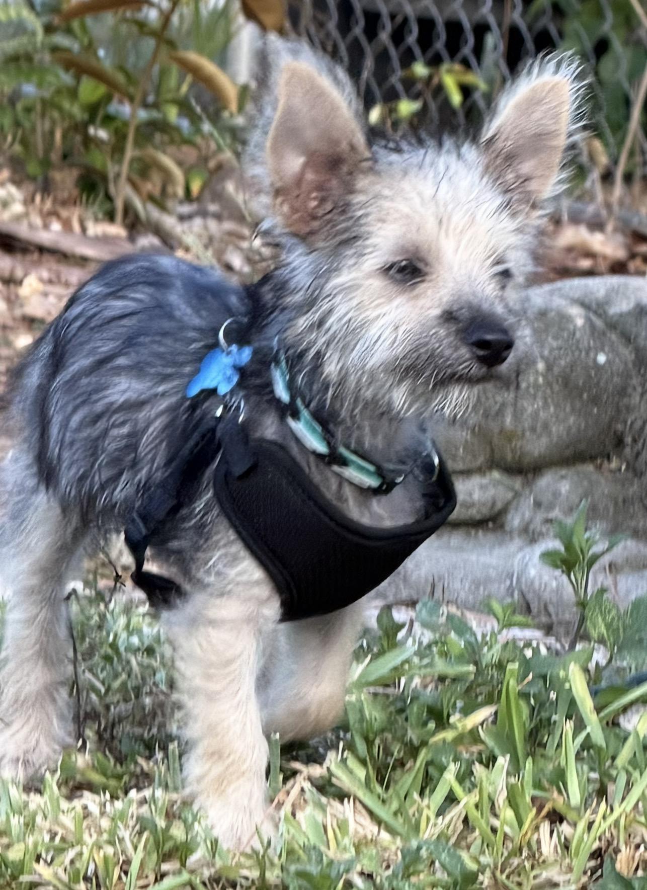 Enlarge Elf, a Adopted mixed breed in Tampa, FL image 4/6