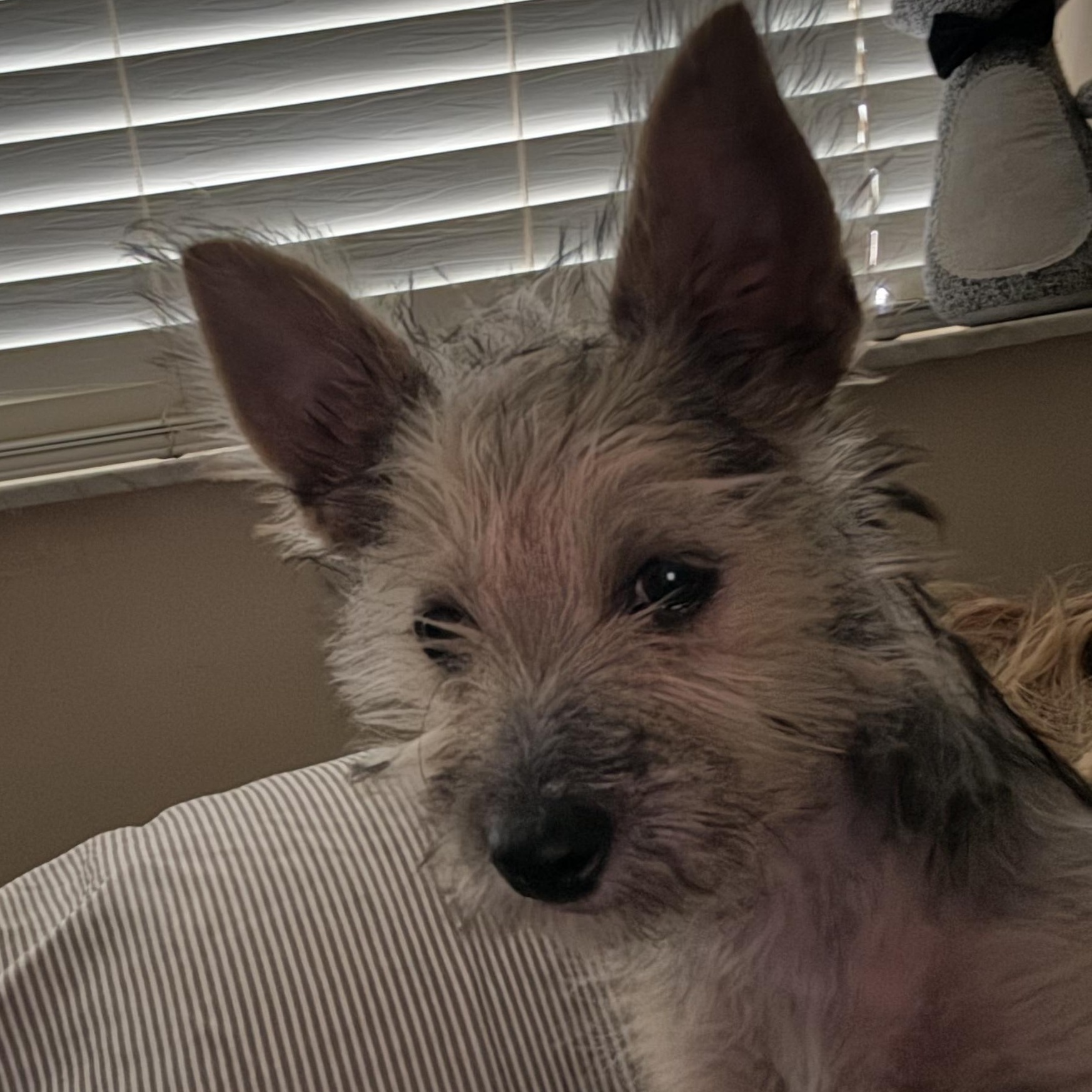 Elf, Adopted, Puppy Female Yorkshire Terrier & Terrier.