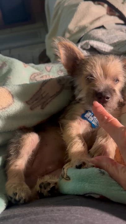 Enlarge Elf, a Adopted mixed breed in Tampa, FL video 5/6