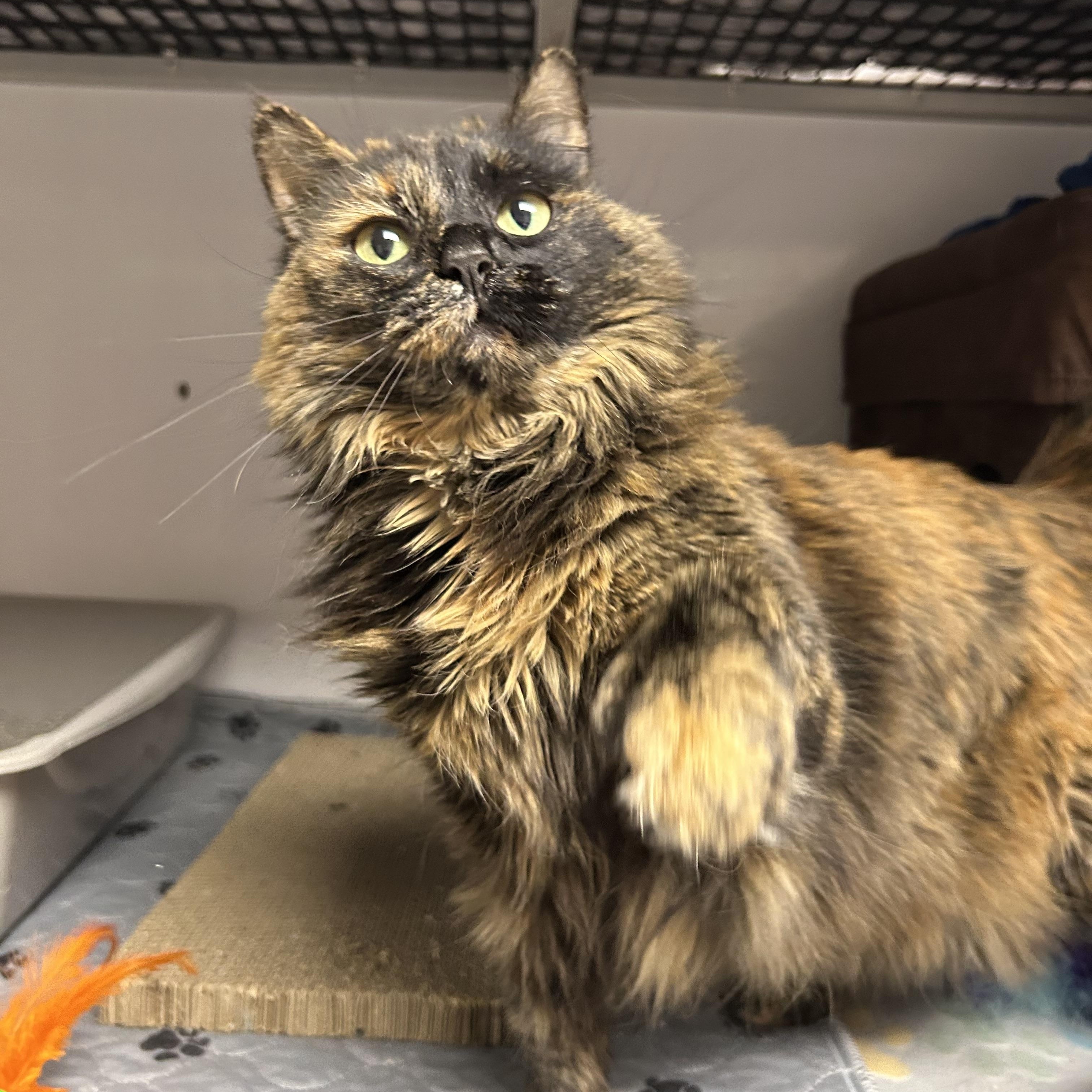 Ella, ADOPTABLE, Adult Female Domestic Long Hair & Extra-Toes Cat / Hemingway Polydactyl.