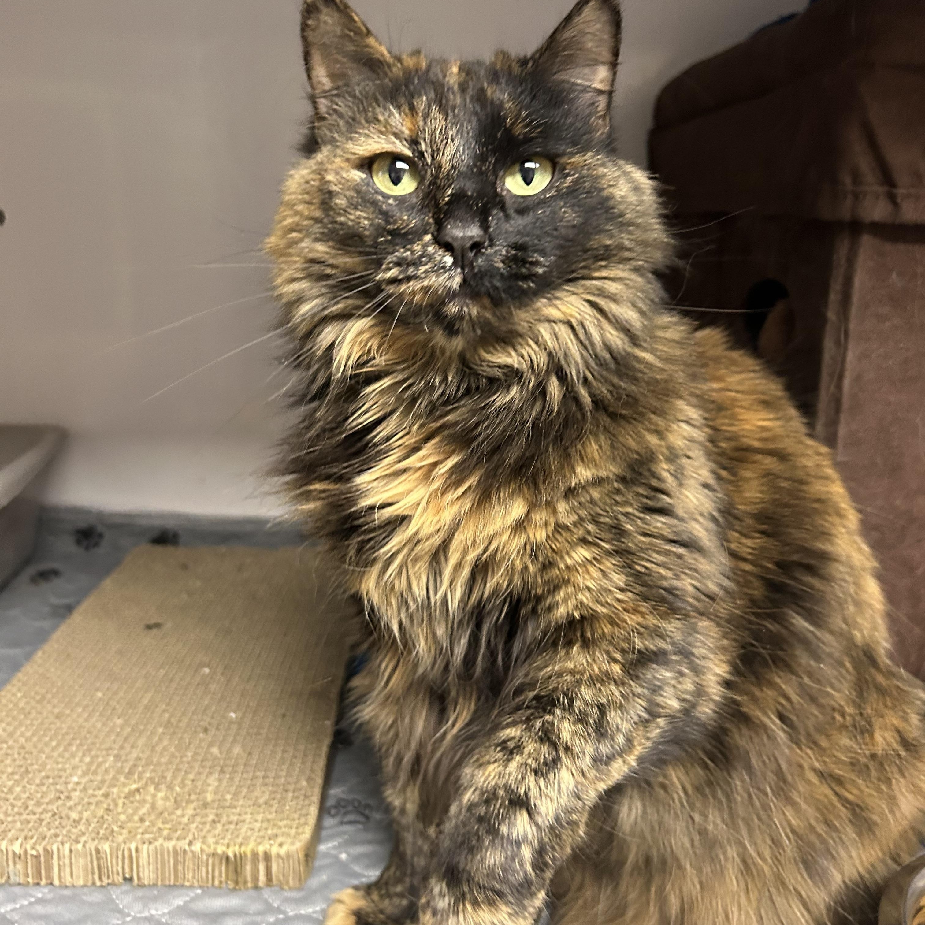 Enlarge Ella, a ADOPTABLE mixed breed in White Oak, PA image 2/3