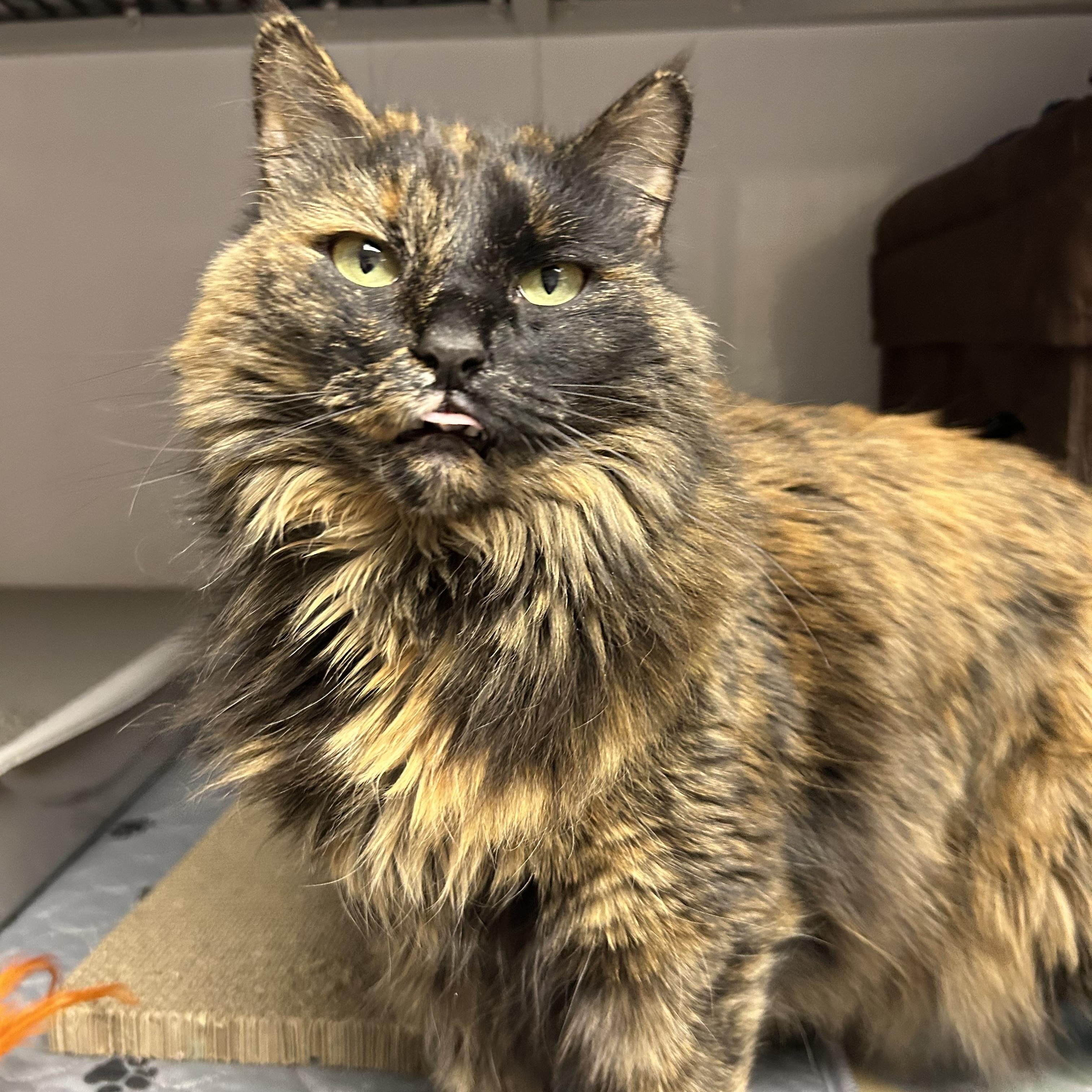 Enlarge Ella, a ADOPTABLE mixed breed in White Oak, PA image 3/3