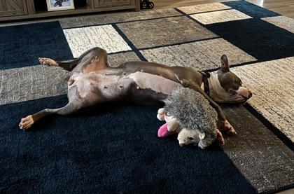 Enlarge Paris*(156766) (In a Foster Home), an adopted mixed breed in Baton Rouge, LA image 1/5