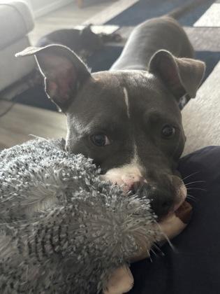 Enlarge Paris*(156766) (In a Foster Home), an adopted mixed breed in Baton Rouge, LA image 5/5