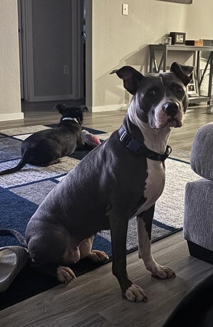 Enlarge Paris*(156766) (In a Foster Home), an adopted mixed breed in Baton Rouge, LA image 2/5