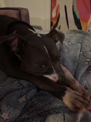 Enlarge Paris*(156766) (In a Foster Home), an adopted mixed breed in Baton Rouge, LA image 3/5