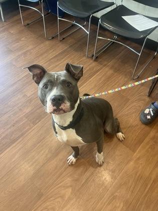 Enlarge Paris*(156766) (In a Foster Home), an adopted mixed breed in Baton Rouge, LA image 4/5