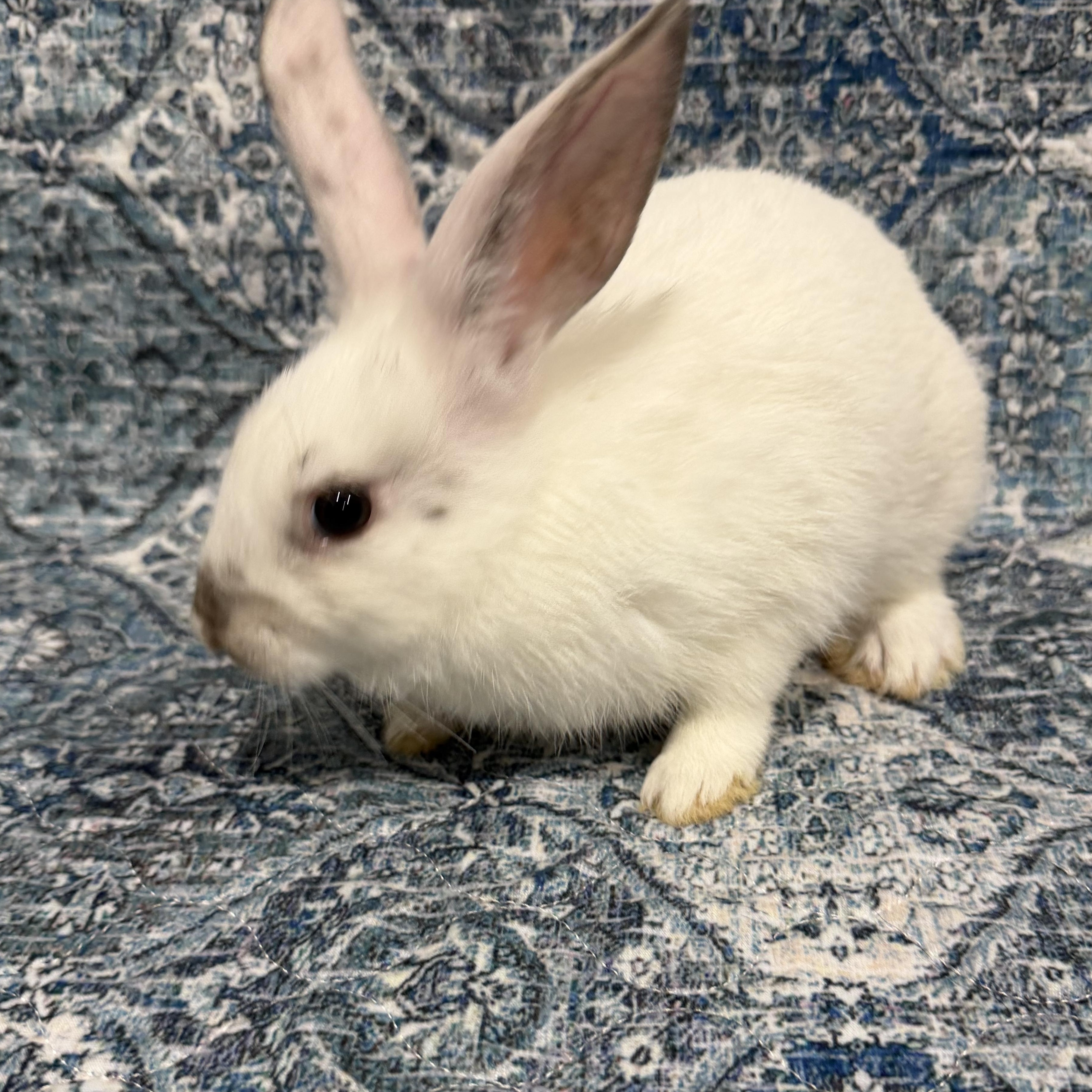 BELLINI, Adoptable, Baby Female American Sable.