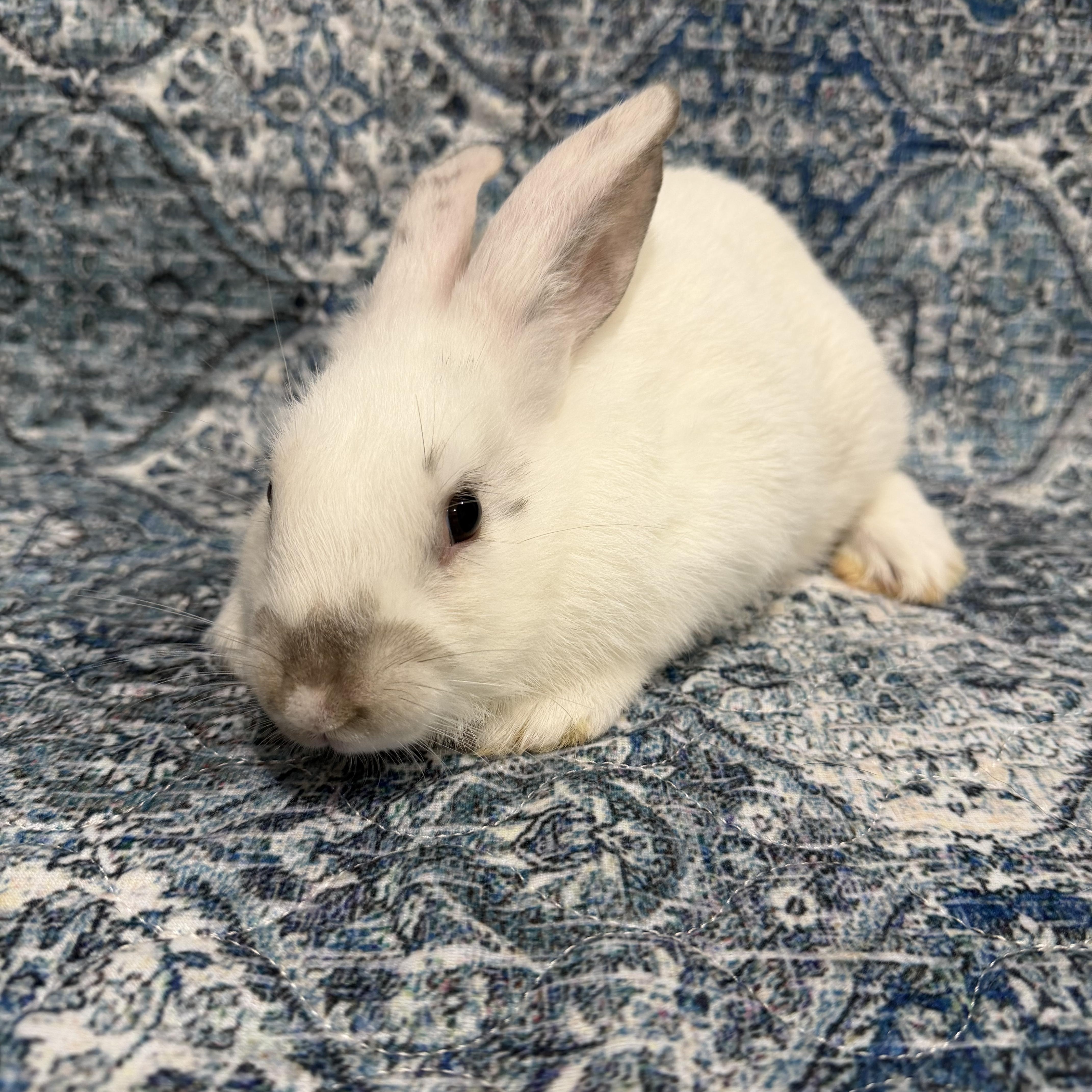 Enlarge BELLINI, a Adoptable mixed breed in West Babylon, NY image 3/4