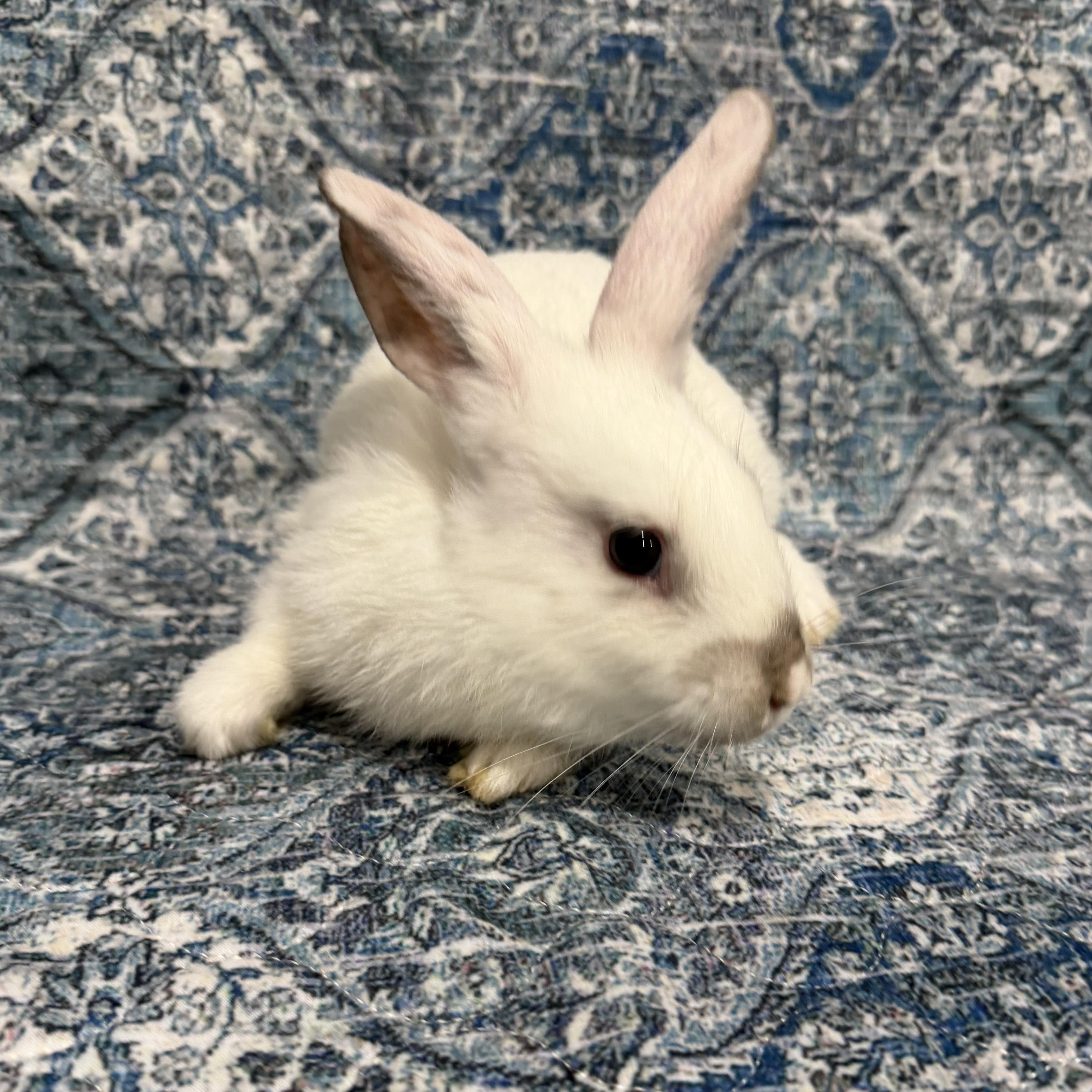 Enlarge BELLINI, a Adoptable mixed breed in West Babylon, NY image 4/4