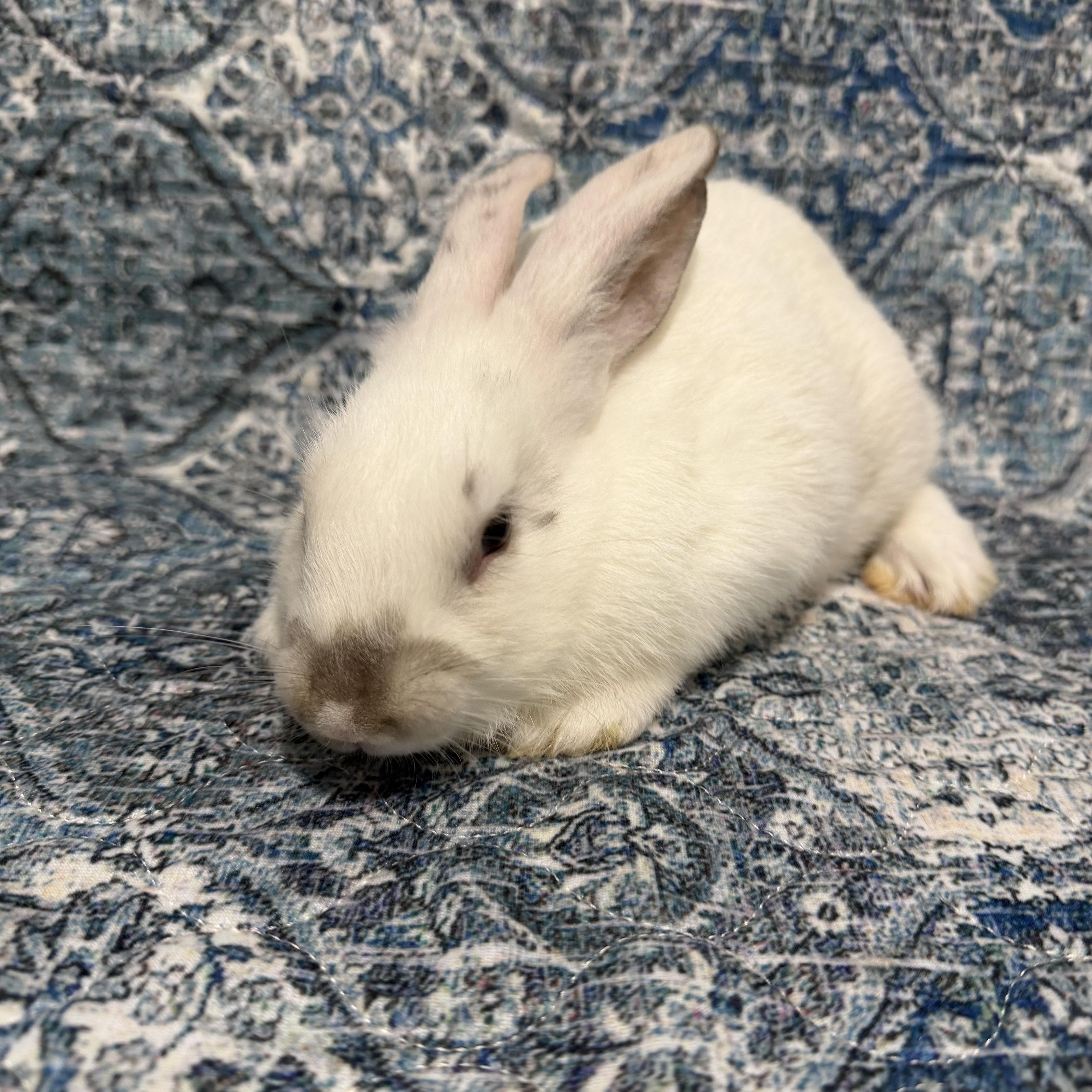 Enlarge BELLINI, a Adoptable mixed breed in West Babylon, NY image 2/4