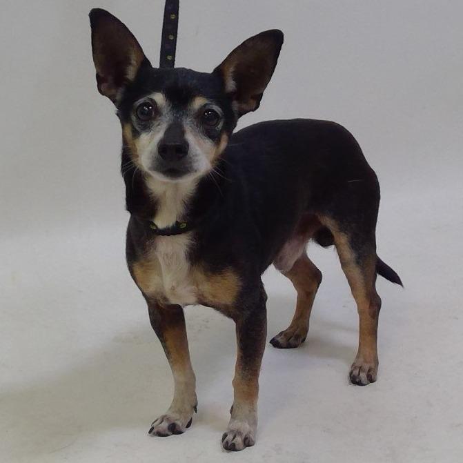 Enlarge Mischief, a Adoptable mixed breed in Apple Valley, CA image 1/1