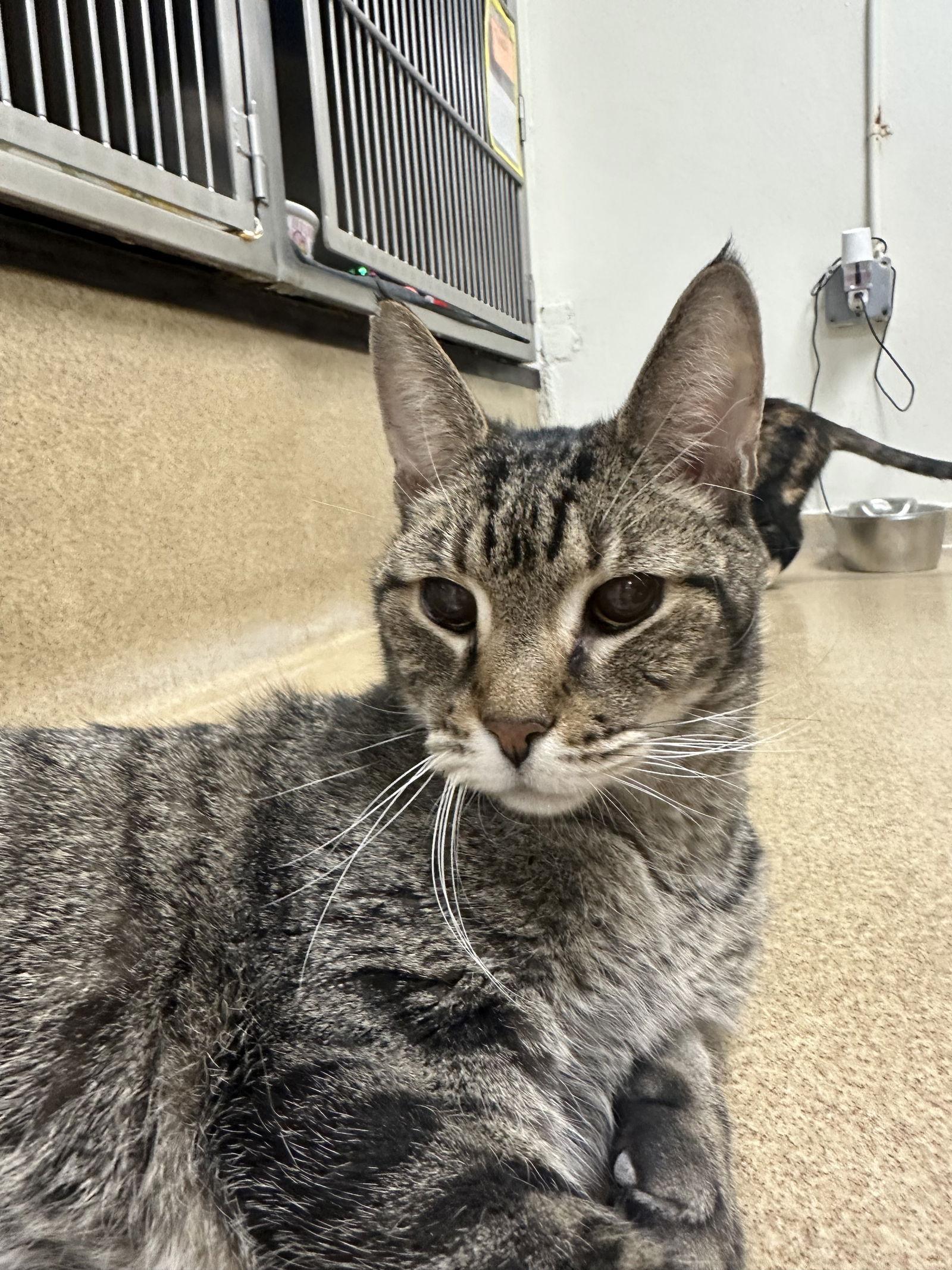 Randy-pending, Adopted, Senior Male Domestic Short Hair.