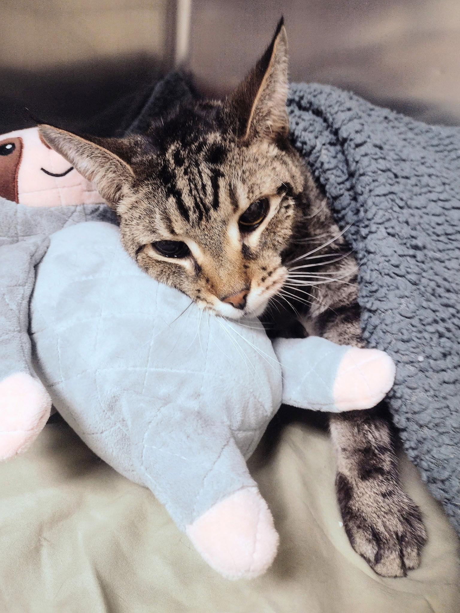 Enlarge Randy-pending, a Adopted Domestic Short Hair in Brick, NJ image 3/3