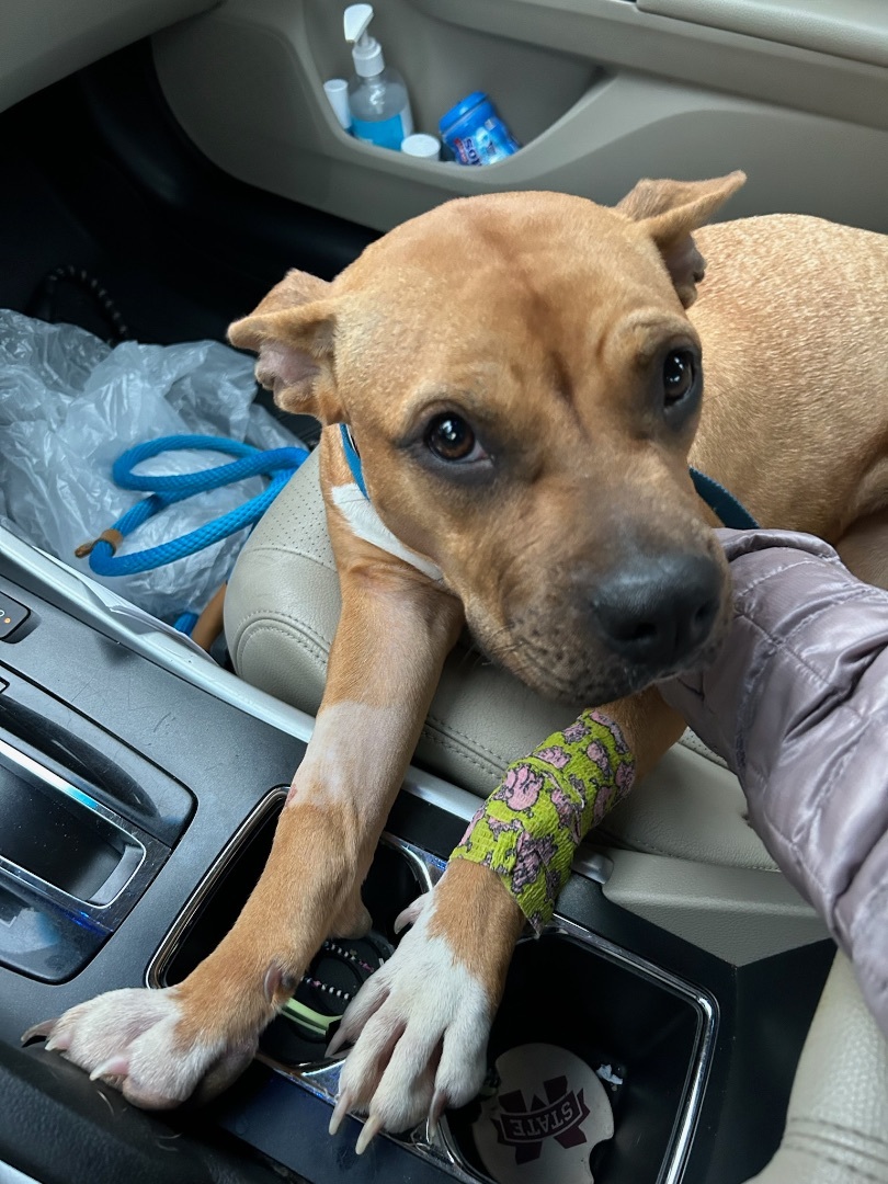 Tyesha (aka Ty), a Adoptable mixed breed in Mount Juliet, TN image 2/6