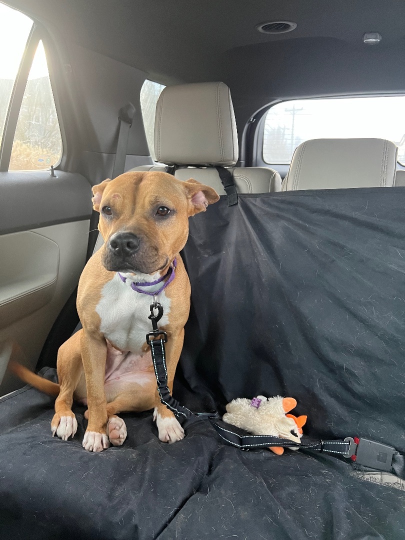 Tyesha (aka Ty), a Adoptable mixed breed in Mount Juliet, TN image 3/6