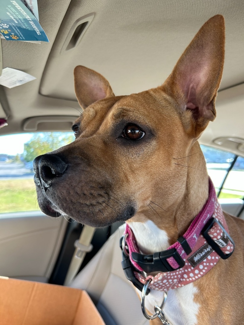 Tyesha (aka Ty), a Adoptable mixed breed in Mount Juliet, TN image 4/6