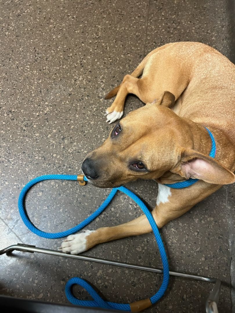 Tyesha (aka Ty), a Adoptable mixed breed in Mount Juliet, TN image 5/6