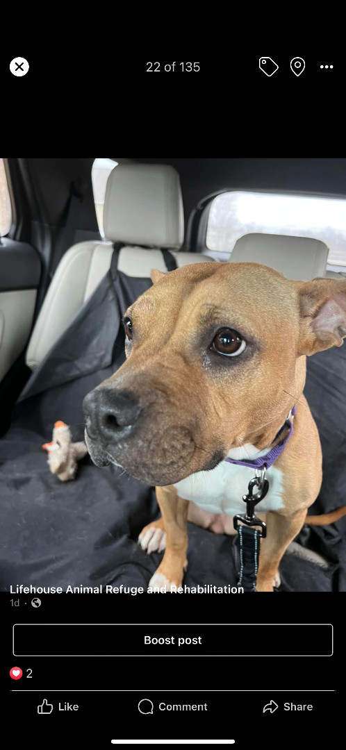 Tyesha (aka Ty), a Adoptable mixed breed in Mount Juliet, TN image 6/6