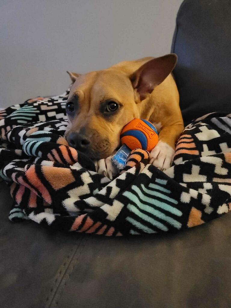 Enlarge Tyesha (aka Ty), an adopted mixed breed in Mount Juliet, TN image 5/6