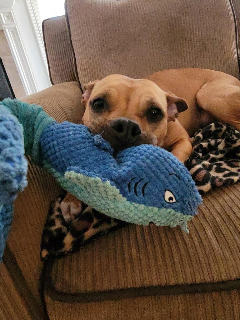 Tyesha (aka Ty), Adoptable, Adult Female Carolina Dog & Boxer.