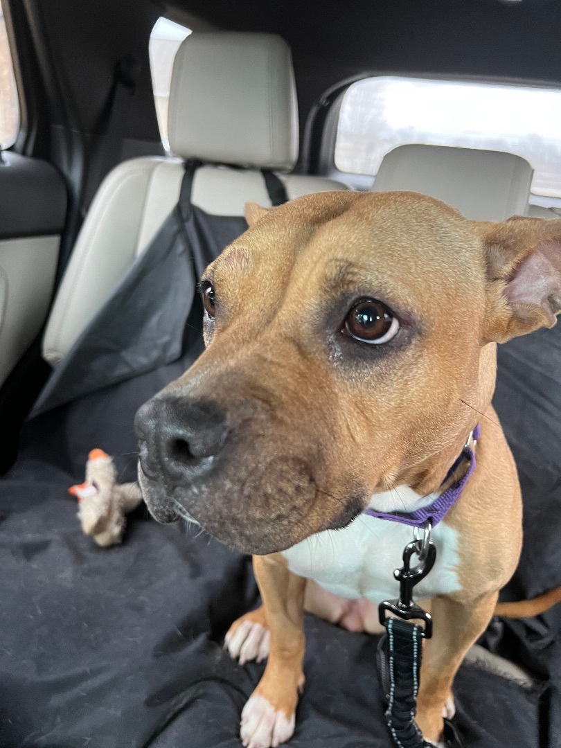 Tyesha (aka Ty), a Adoptable mixed breed in Mount Juliet, TN image 1/6